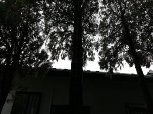 早い決断　11月2日　　　－茨城県日立市－